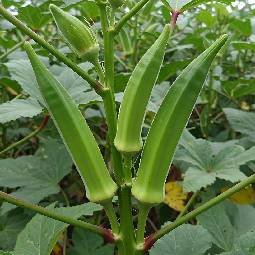 Okra - Abelmoschus esculentus (Groeiplaats)