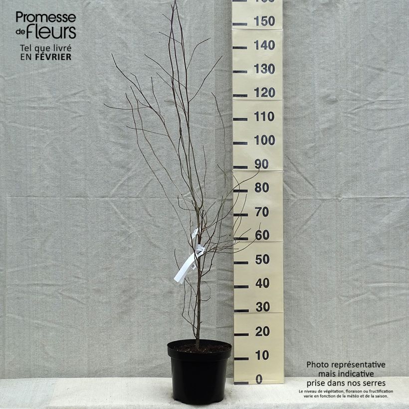 Example of Nyssa sylvatica - Zwarte tupeloboom Pot van 7,5 l/10 l as you get in hiver