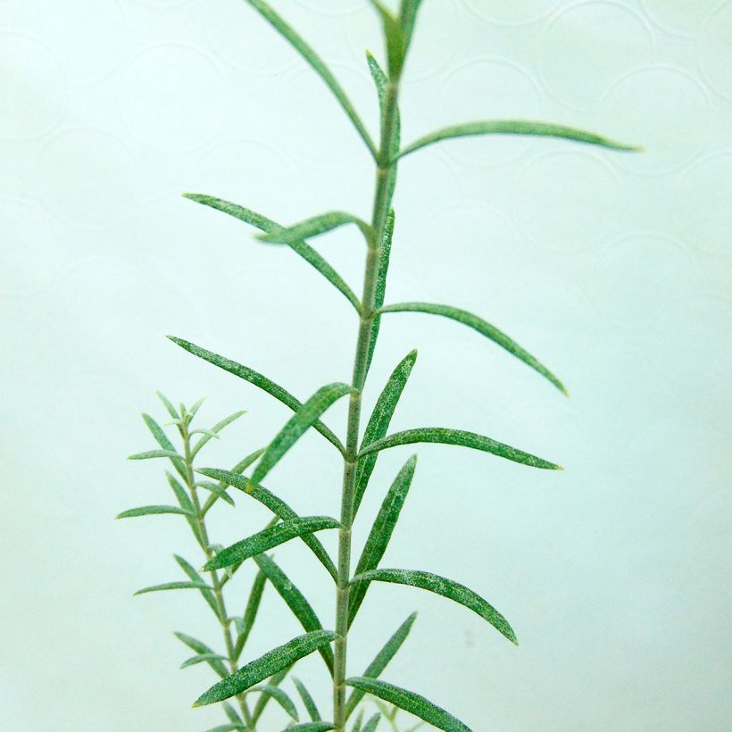 Gomphostigma virgatum White Candy - Rivierster (Foliage)