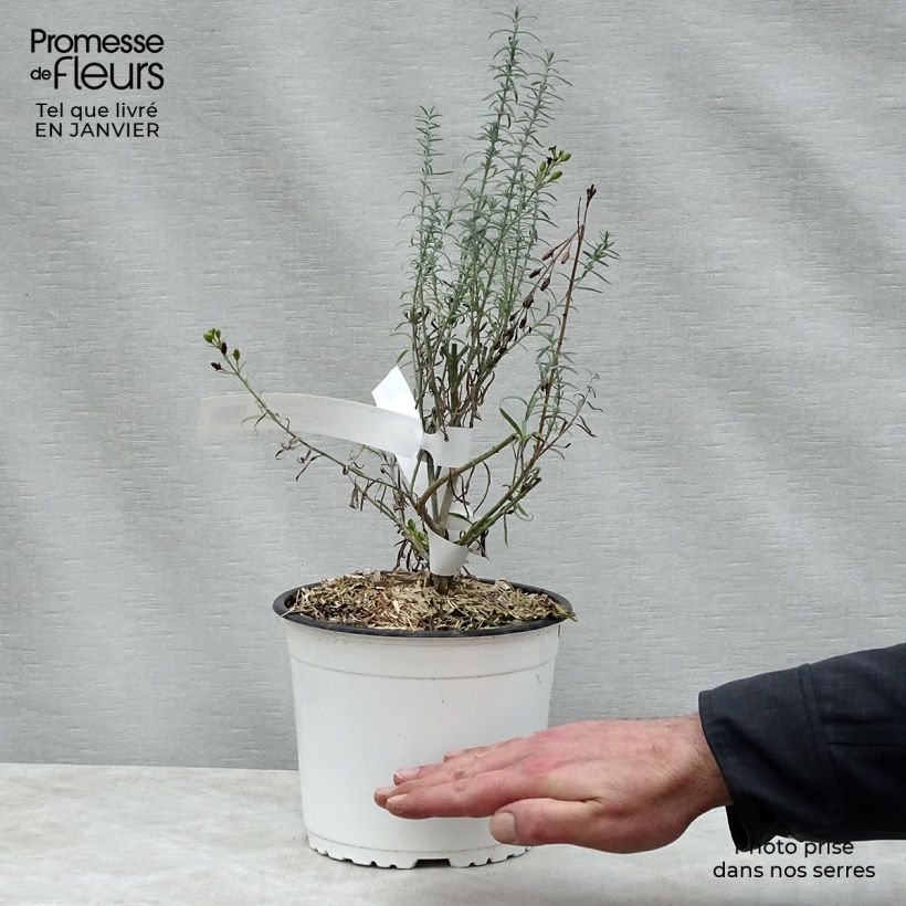 Example of Gomphostigma virgatum White Candy - Rivierster Pot van 2 l/3 l as you get in hiver