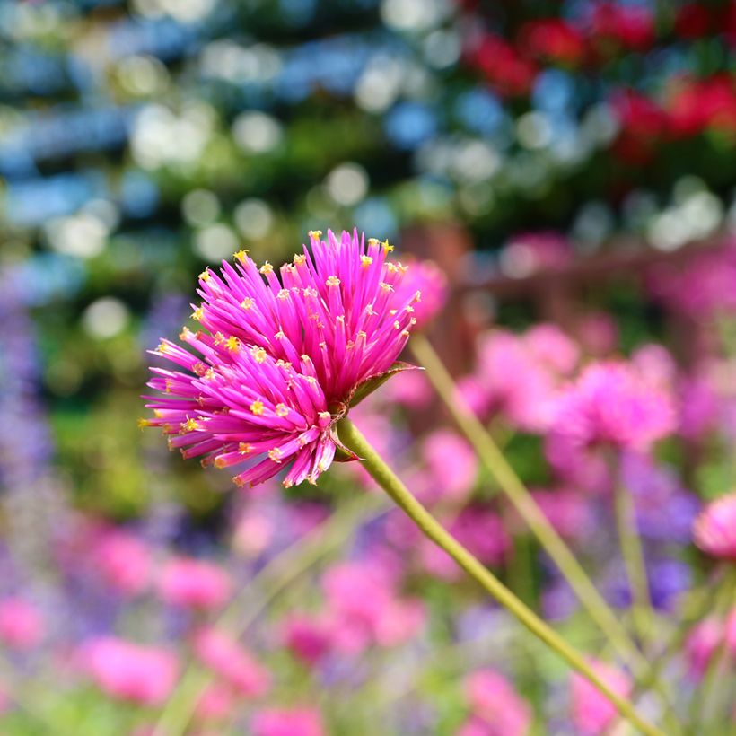 Gomphrena pulchella Truffula Pink - Kogeldistel-amarant (Bloei)