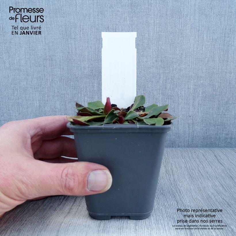 Example of Goniolimon collinum Kweekpotje van 8/9 cm as you get in hiver