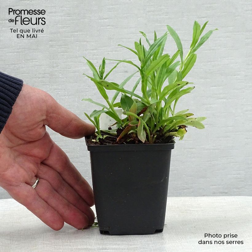 Exemplaar van Goniolimon tataricum - Kamstatice Kweekpotje van 8/9 cm zoals geleverd in de lente