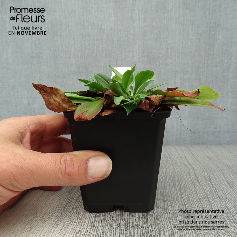 Exemplaar van Goniolimon tataricum - Kamstatice Kweekpotje van 8/9 cm zoals geleverd in de herfst