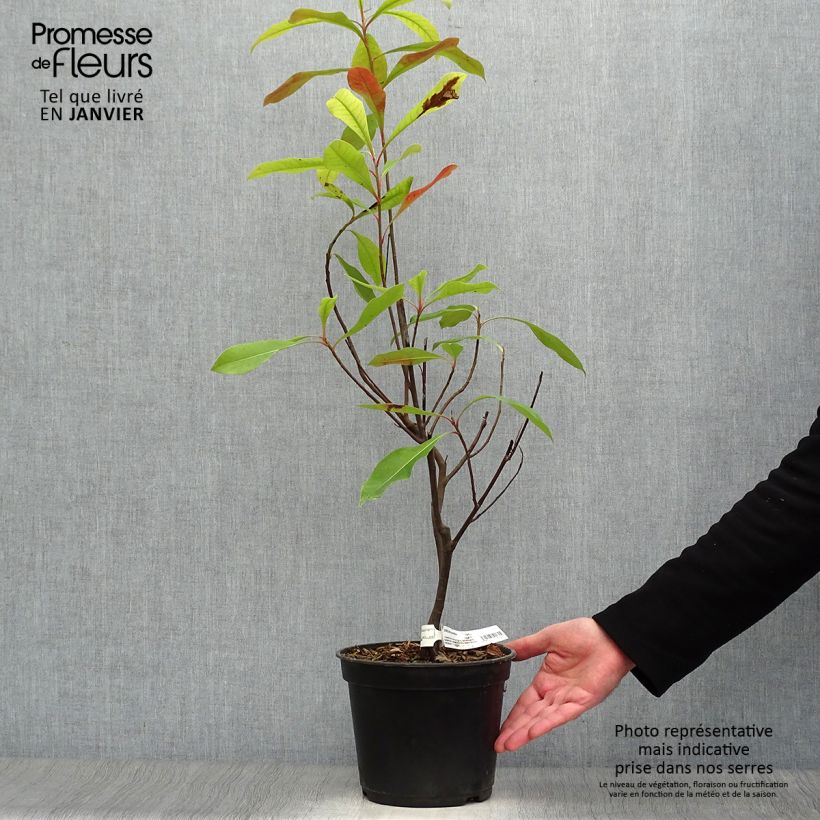 Example of Gordlinia grandiflora Pot van 3 l/4 l as you get in hiver