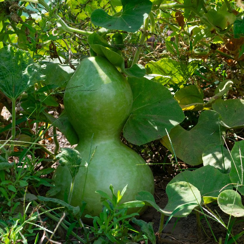 Fleskalebas Pélerine BIO - Ferme de Sainte Marthe (Blad)