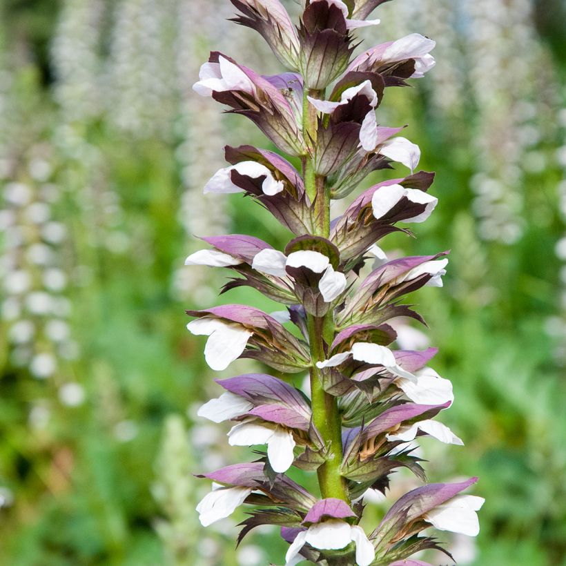 Acanthus mollis (zaad) - Berenklauw (Bloei)