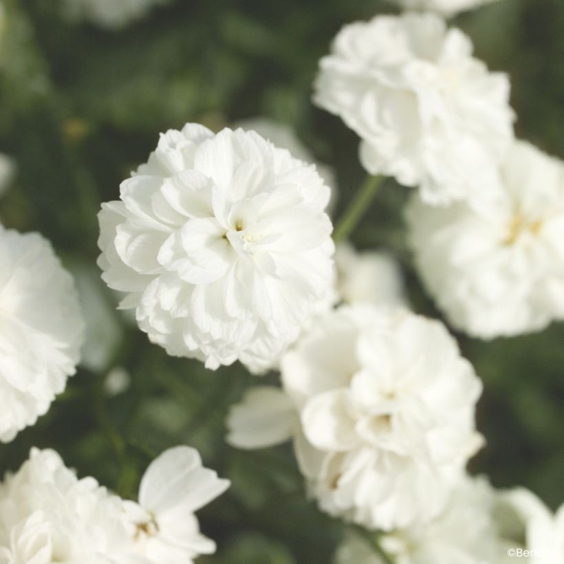Achillea ptarmica Marshmallow (gecoate zaden) - Wilde bertram (Bloei)