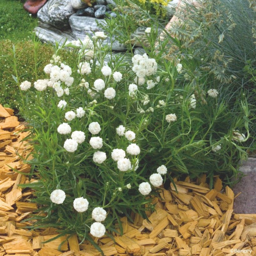 Achillea ptarmica Marshmallow (gecoate zaden) - Wilde bertram (Groeiplaats)