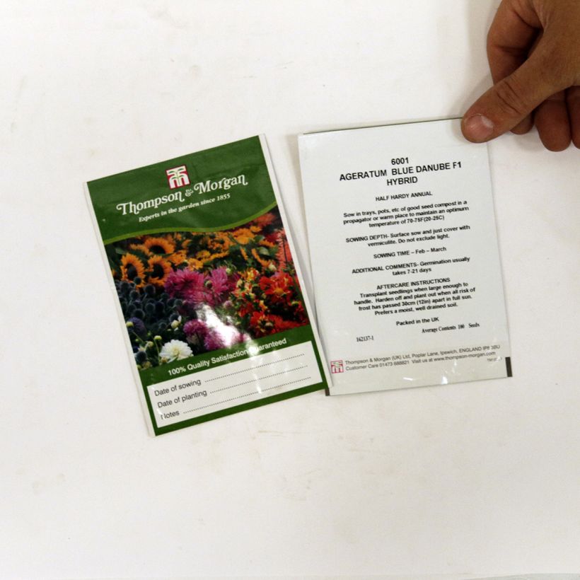 Voorbeeld van een exemplaar van Mexicaantje Blue Danube F1 (zaad) - Ageratum houstonianum het zakje met 100 zaden zoals geleverd