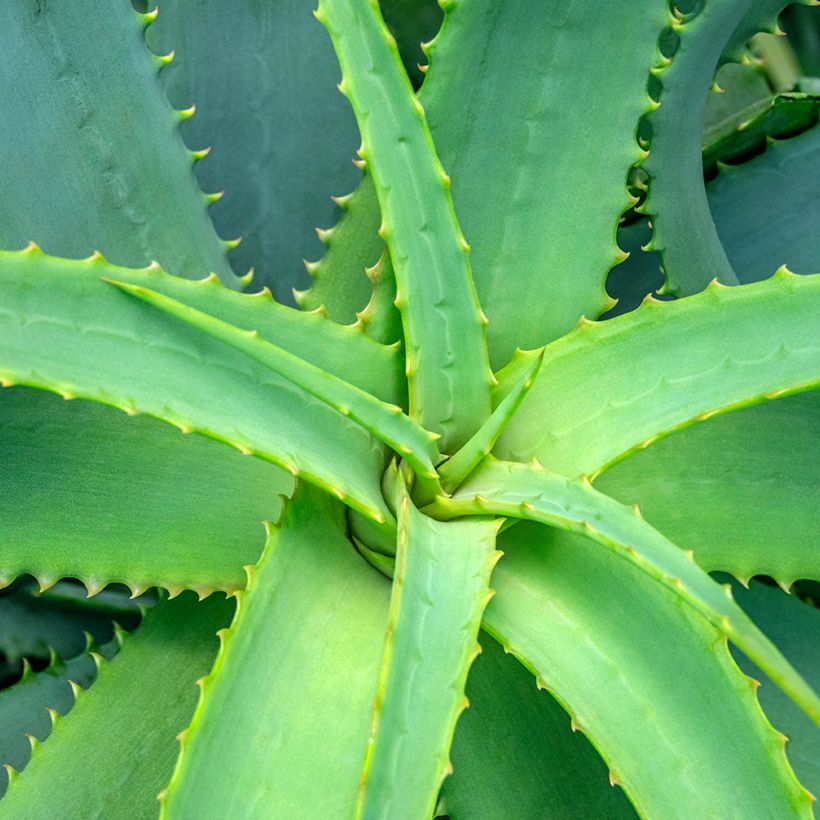 Aloe arborescens (zaad) (Blad)