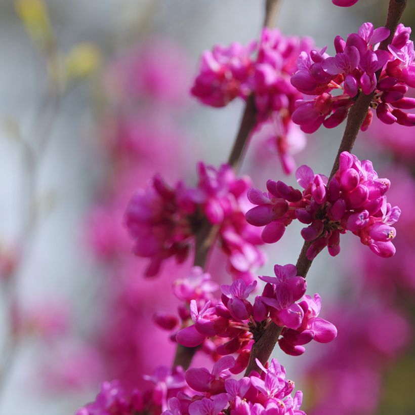 Cercis siliquastrum (zaad) - Judasboom (Bloei)