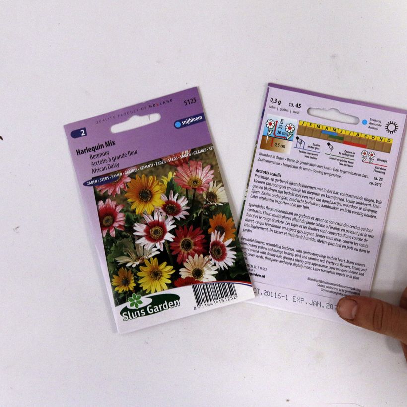 Example of Arctotis acaulis Harlequin (zaad) - Afrikaanse margriet per pack of 50 seeds (0,4g) as you get