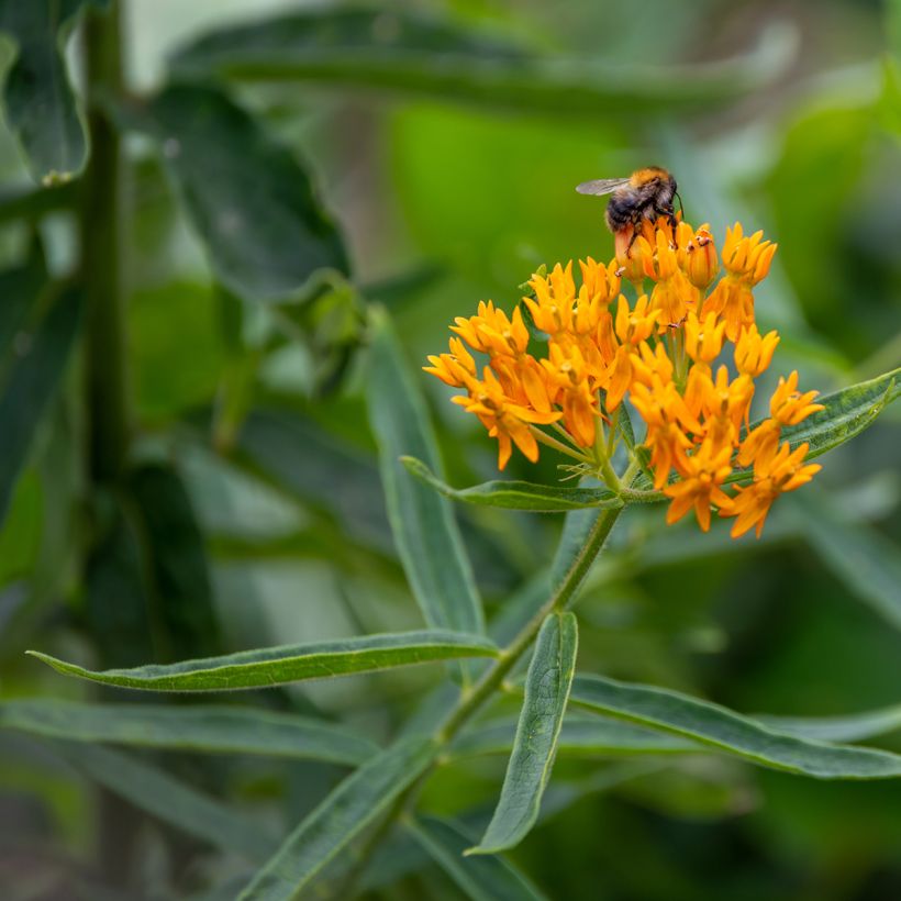Asclepias tuberosa (zaad) - Knolzijdeplant (Bloei)