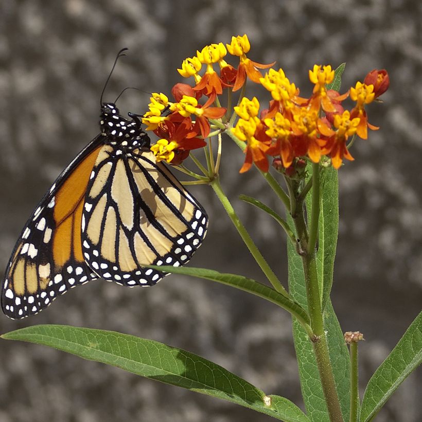 Asclepias curassavica Red Butterfly (zaad) - Frederiksbloem (Bloei)