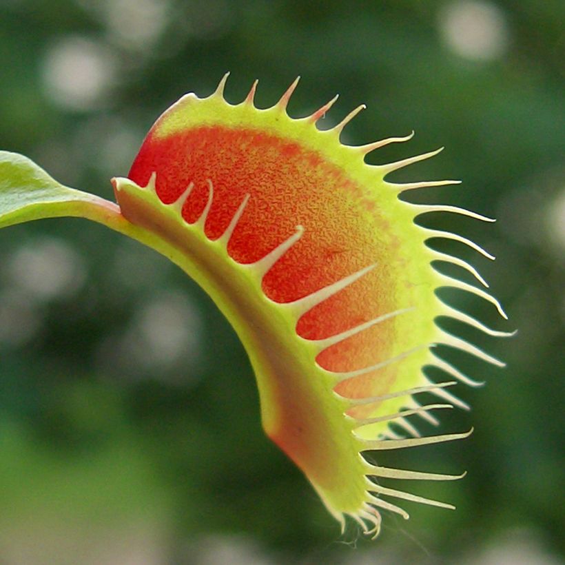 Dionaea muscipula (zaad) - Venusvliegenvanger (Blad)