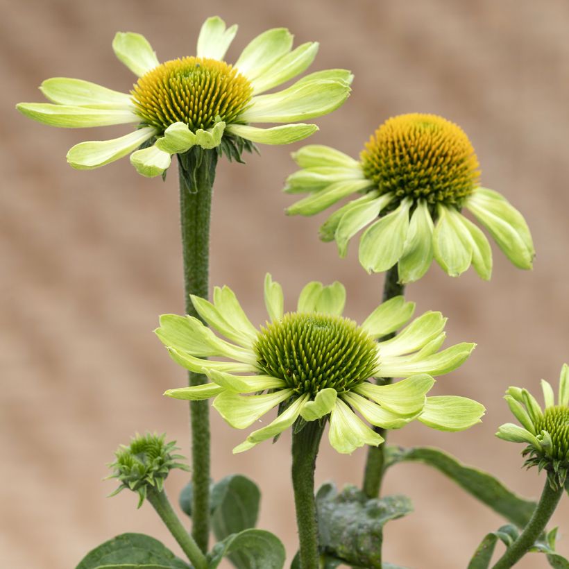 Echinacea purpurea Alan's Pride (zaad) - Rode zonnehoed (Bloei)