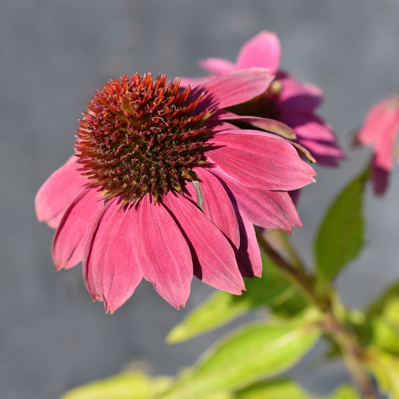 Echinacea purpurea Pow Wow Wild Berry (zaad) - Rode zonnehoed (Bloei)