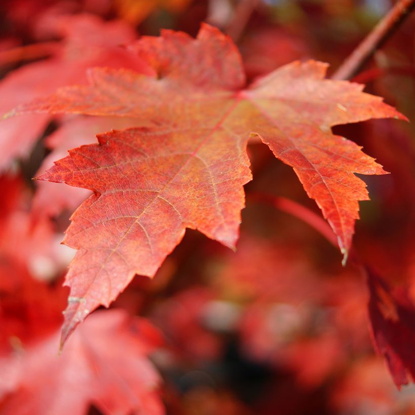 Acer rubrum (zaad) - Rode esdoorn (Blad)