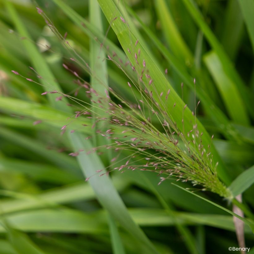 Eragrostis spectabilis Snuggy (zaad) - Liefdesgras (Flowering)