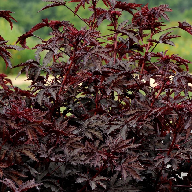 Hibiscus acetosella Mahogany Splendor (zaad) (Groeiplaats)