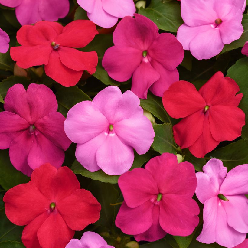 Impatiens walleriana Beacon F1 Otway Mix (zaad) - Vlijtig liesje (Bloei)