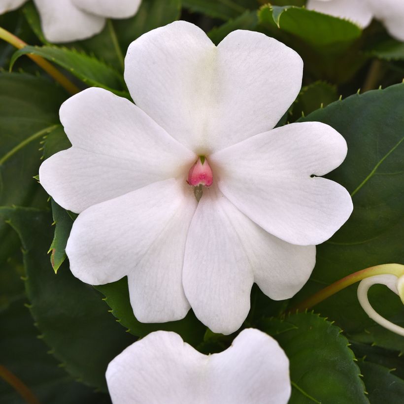 Impatiens Solarscape White Pearl (zaad) - Vlijtig liesje (Bloei)