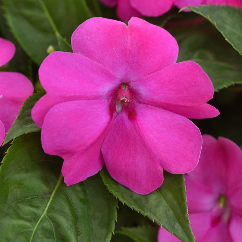 Impatiens Solarscape XL Pink Jewel (zaad) - Vlijtig liesje (Bloei)