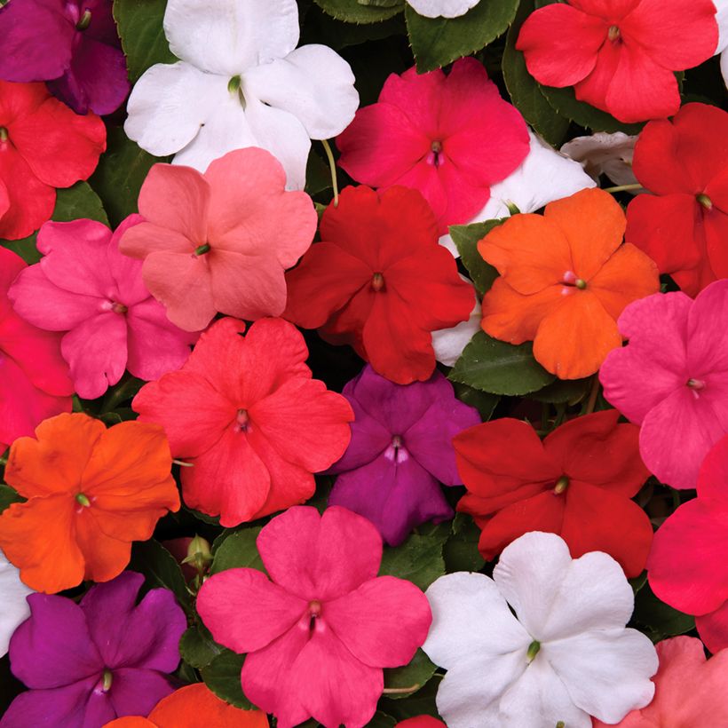 Impatiens walleriana Beacon Mix (zaad) - Vlijtig liesje (Bloei)