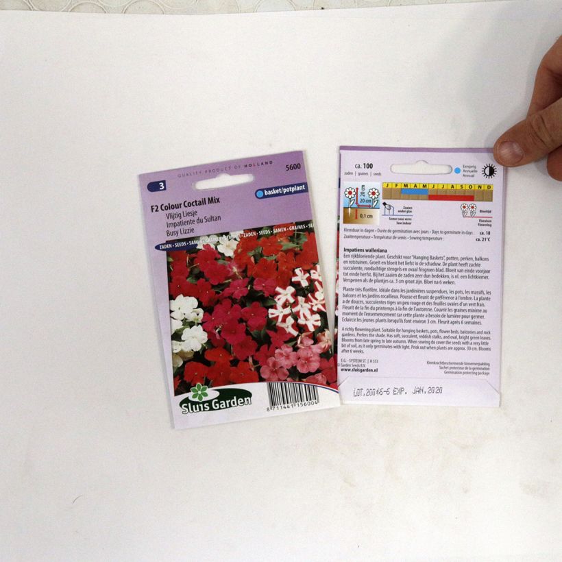 Example of Graines d'Impatiens F2 Colour Cocktail en mélange - Balsamine des jardins die Tüte mit 100 Samen (0,07g) as you get