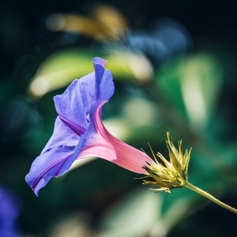 Ipomoea purpurea Grandpa Ott (zaad) - Klimmende winde (Bloei)