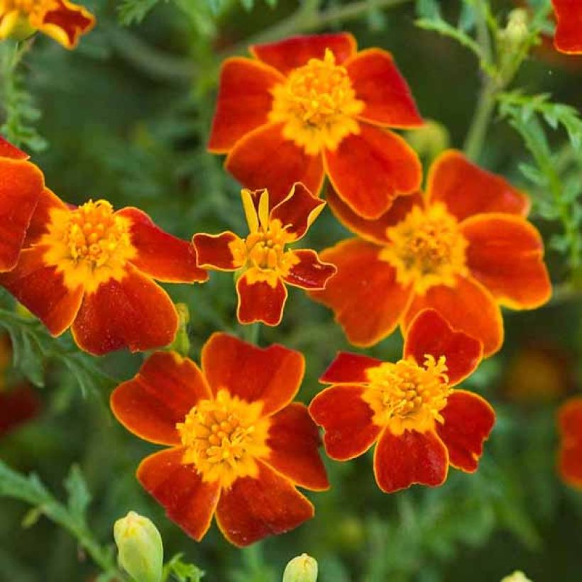 Citroenafrikaantje Paprika (zaad) - Tagetes tenuifolia (Flowering)