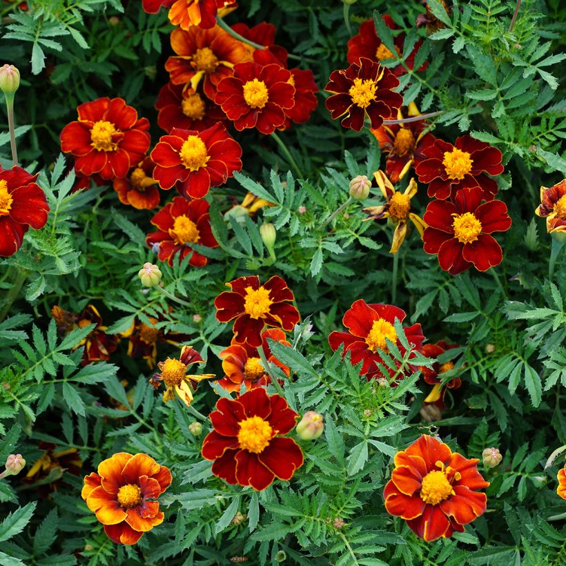 Afrikaantje - Tagetes patula Red Knight (zaad) (Bloei)