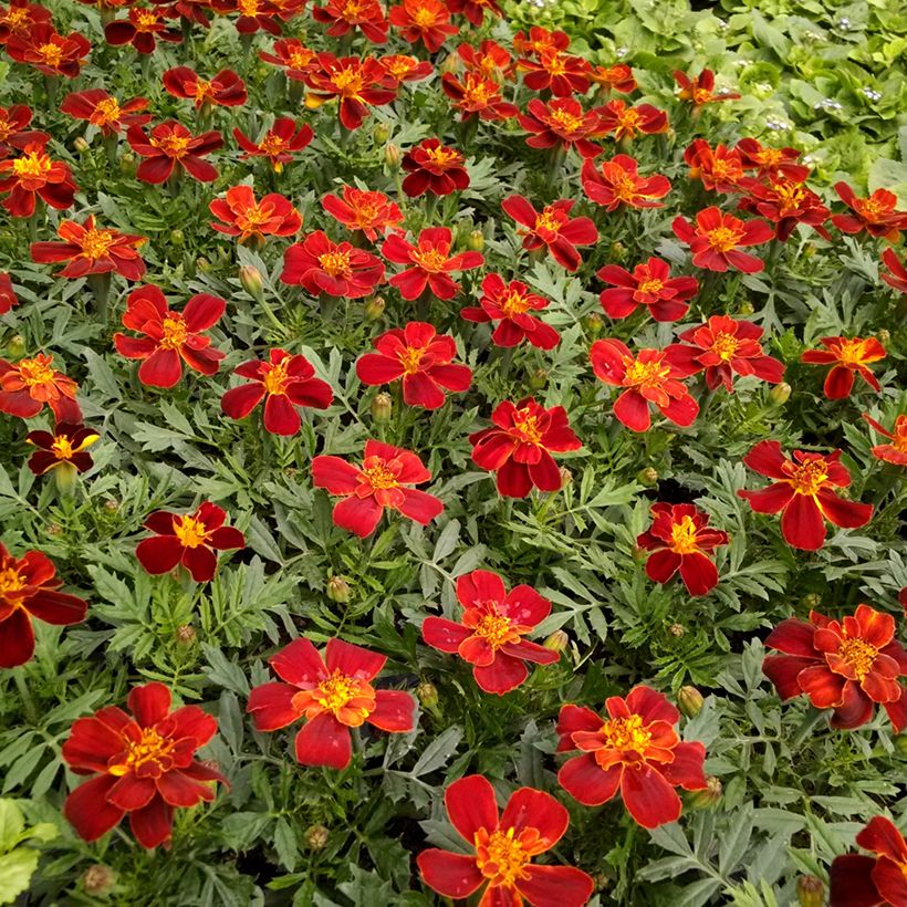 Afrikaantje - Tagetes patula Durango Rood (zaad) (Bloei)