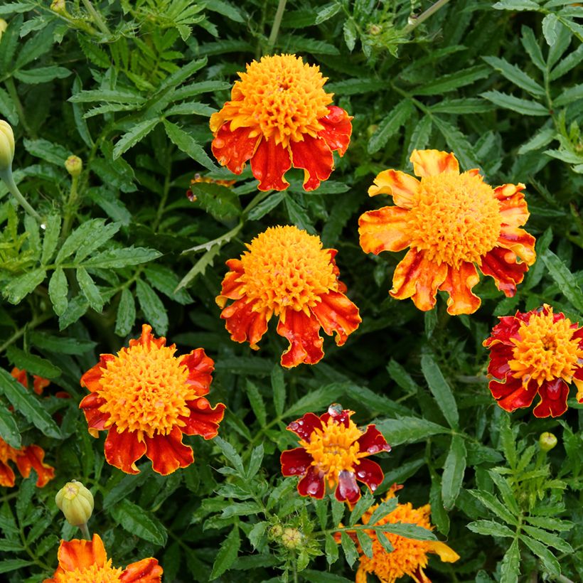 Afrikaantje - Tagetes patula Orange Flame (zaad) (Bloei)