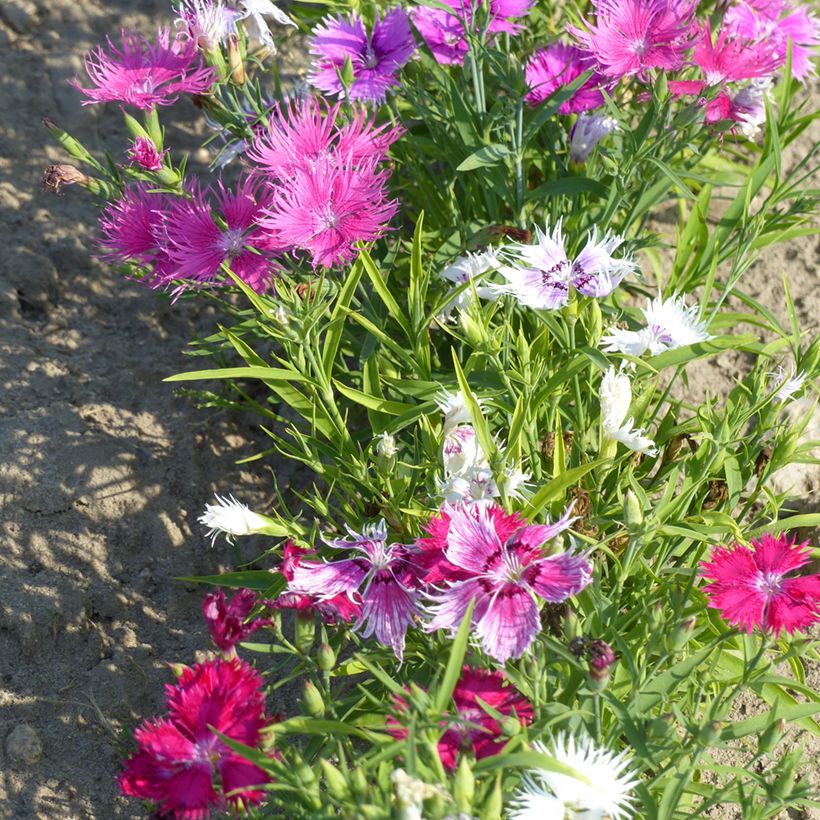 Dianthus superbus Spooky Mix (zaad) - Prachtanjer (Groeiplaats)