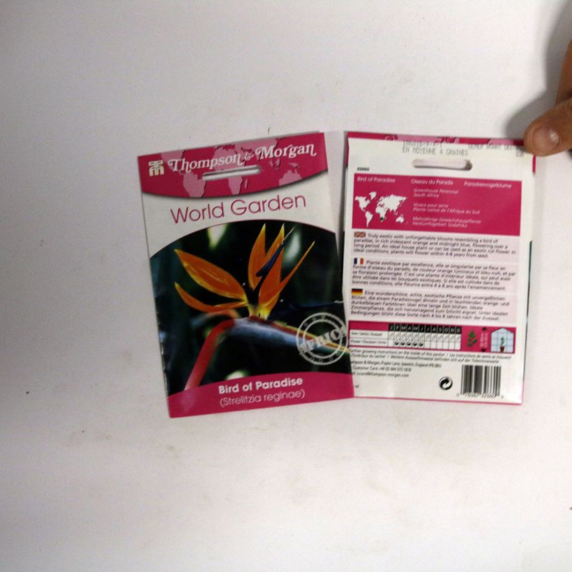Voorbeeld van een exemplaar van Strelitzia reginae Humilis (zaad) - Paradijsvogelbloem het zakje met 4 zaden zoals geleverd