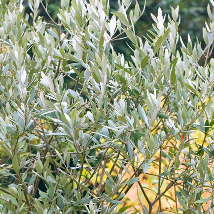 Olea europaea (zaad) - Olijfboom (Blad)