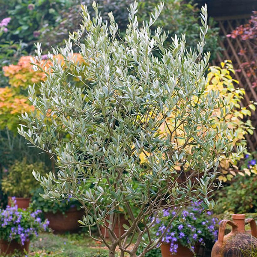 Olea europaea (zaad) - Olijfboom (Groeiplaats)