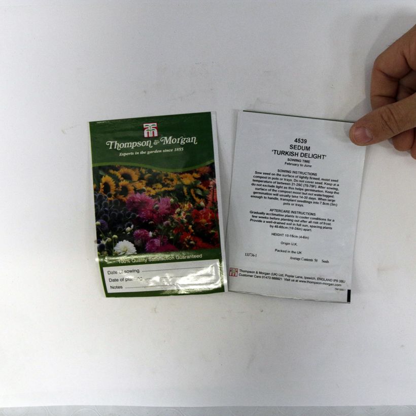 Voorbeeld van een exemplaar van Sedum ussuriense Turkish Delight (zaad) - Hemelsleutel het zakje met 50 zaden zoals geleverd