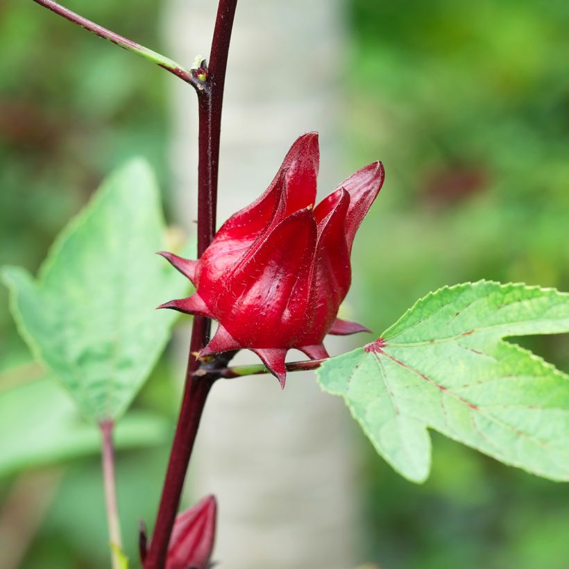 Roselle - Hibiscus sabdariffa (zaad) (Oogst)