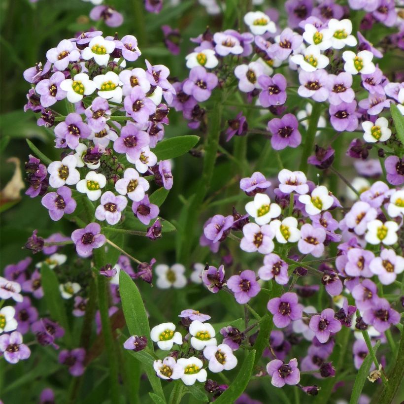 Lobularia maritima Royal Carpet (zaad) - Zilverschildzaad (Flowering)