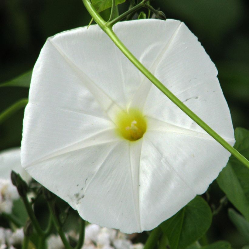 Ipomoea alba (zaad) - Maanbloem (Flowering)