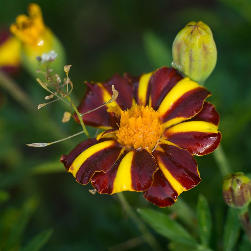 Klein afrikaantje Grand Arlequin (zaad) - Tagetes patula (Flowering)