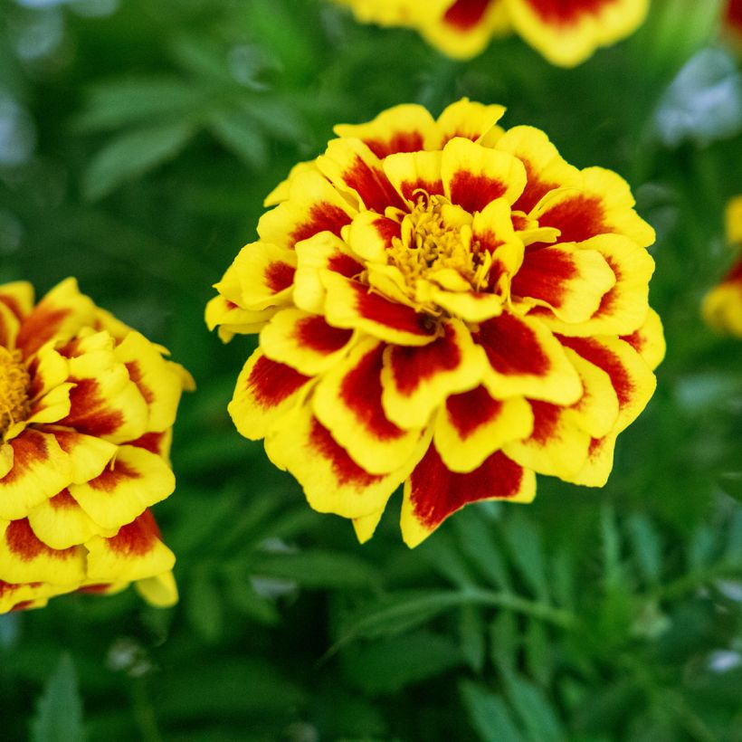 Afrikaantje - Tagetes patula Mango Tango (zaad) (Bloei)