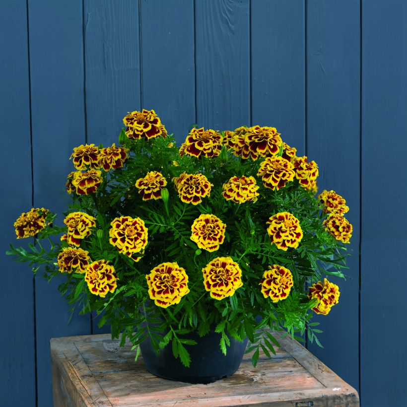 Afrikaantje - Tagetes patula Mango Tango (zaad) (Groeiplaats)