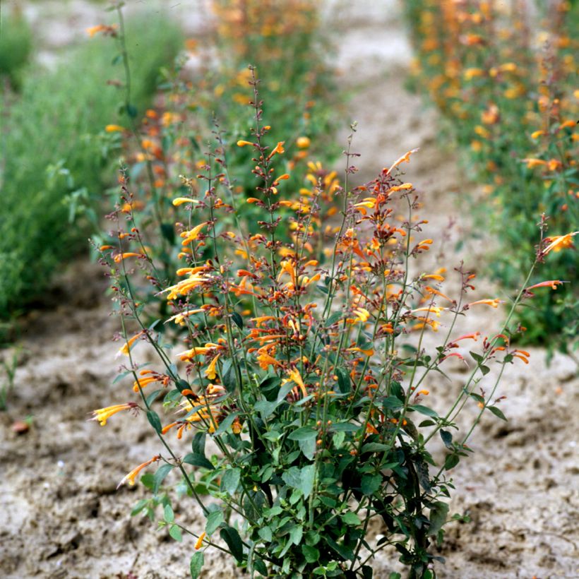 Agastache aurantiaca Navajo Sunset (zaad) (Groeiplaats)