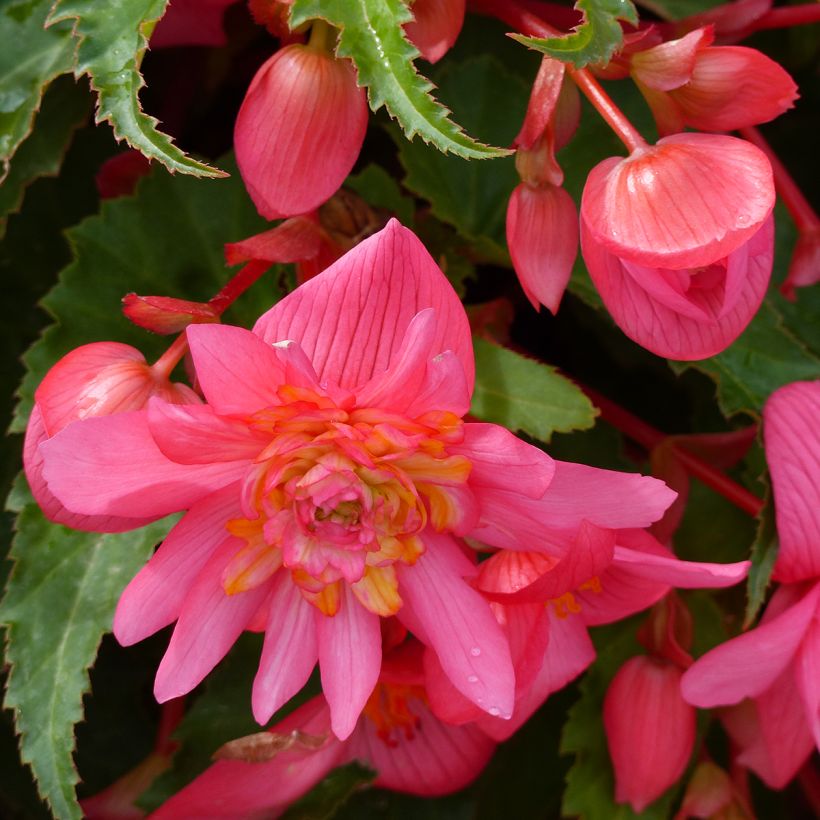 Begonia Funky Light Pink F1 (zaad) - Hangbegonia (Bloei)