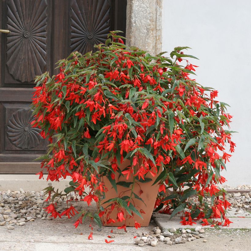 Begonia boliviensis Copacabana F1 Red (gecoate zaden) - Hangbegonia (Groeiplaats)