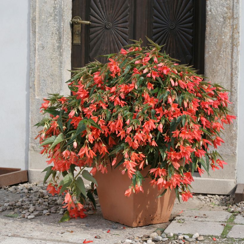 Begonia boliviensis Copacabana F1 Salmon (gecoate zaden) - Hangbegonia (Groeiplaats)